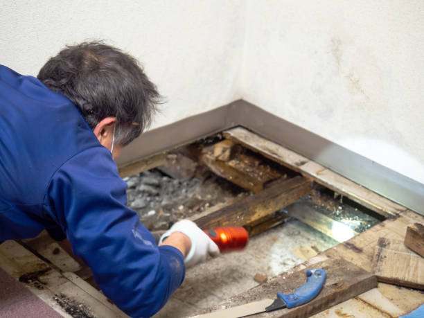 Best Mold Removal Near Me  in Honsville, GA