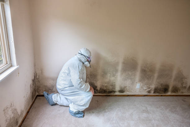 Best Residential Mold Removal  in Honsville, GA