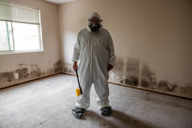 Best Local Mold Removal Service  in Honsville, GA