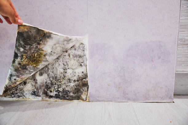 Certified Mold Removal in Hogansville, GA